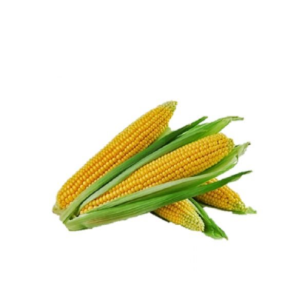 SWEET CORN (2 PCS)