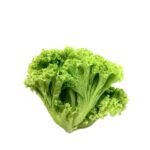 GREEN CORAL LETTUCE (200G +/-)