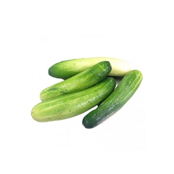 CUCUMBER (CLEARANCE)