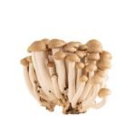 CENDAWAN KETAM (150G +/-)