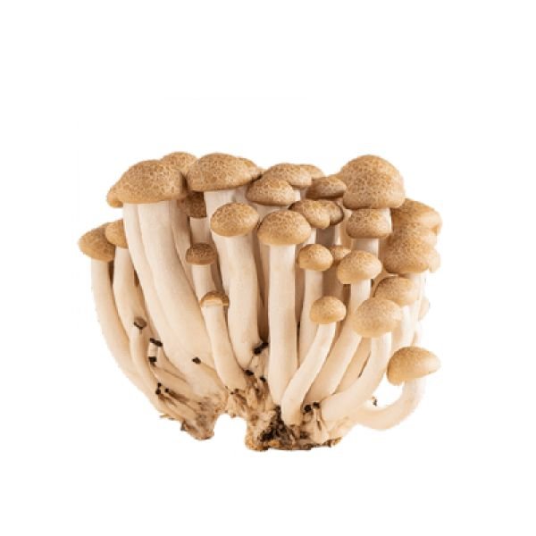 CENDAWAN KETAM (150G +/-)