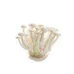 Bai Yu Mushrooms (150G +/-)